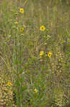 Wholeleaf rosinweed